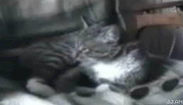 sx00016407429.gif